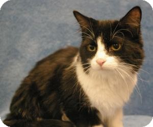 Domestic Mediumhair Cat for Sale in Sacramento, California - Prince Domestic Mediumhair Cat for Sale in Sacramento, California - Prince