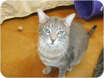 Domestic Shorthair Cat for Sale in Lake Charles, Louisiana - Brutus Domestic Shorthair Cat for Sale in Lake Charles, Louisiana - Brutus
