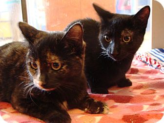 Domestic Shorthair Kitten for Sale in Albany, New York - Beauty and Elisa Domestic Shorthair Kitten for Sale in Albany, New York - Beauty and Elisa
