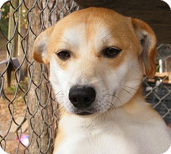 Labrador Retriever Mix Dog for Sale in anywhere, New Hampshire - Waldo Labrador Retriever Mix Dog for Sale in anywhere, New Hampshire - Waldo