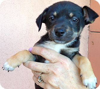 Chihuahua Puppy for Sale in Thousand Oaks, California - Marie Chihuahua Puppy for Sale in Thousand Oaks, California - Marie