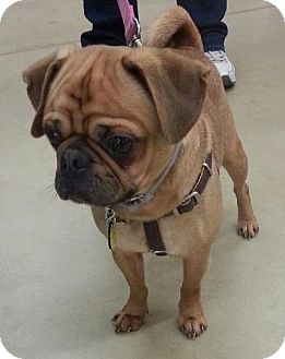 Pug/Beagle Mix Dog for Sale in North Olmsted, Ohio - Rocky Pug/Beagle Mix Dog for Sale in North Olmsted, Ohio - Rocky