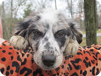 Australian Shepherd Mix Puppy for Sale in Spring Valley, New York - Kylie Australian Shepherd Mix Puppy for Sale in Spring Valley, New York - Kylie