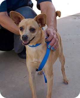 Chihuahua Mix Dog for Sale in Chula Vista, California - Abby Chihuahua Mix Dog for Sale in Chula Vista, California - Abby