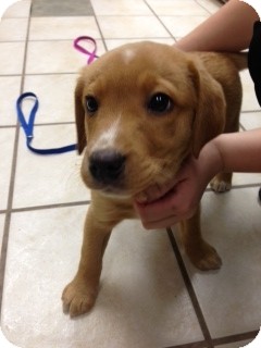 Labrador Retriever/Hound (Unknown Type) Mix Puppy for Sale in Chippewa Falls, Wisconsin - Carrot Labrador Retriever/Hound (Unknown Type) Mix Puppy for Sale in Chippewa Falls, Wisconsin - Carrot