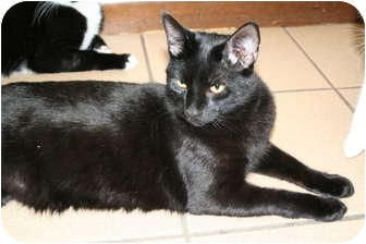 Domestic Shorthair Cat for Sale in Naples, Florida - Piccolo Domestic Shorthair Cat for Sale in Naples, Florida - Piccolo