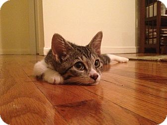 Domestic Shorthair Kitten for Sale in New York, New York - Lil Betty Domestic Shorthair Kitten for Sale in New York, New York - Lil Betty