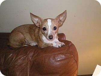 Chihuahua Mix Dog for Sale in Apex, North Carolina - Pearl Chihuahua Mix Dog for Sale in Apex, North Carolina - Pearl