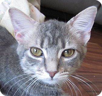 Domestic Shorthair Kitten for Sale in Winchester, California - Eve Domestic Shorthair Kitten for Sale in Winchester, California - Eve