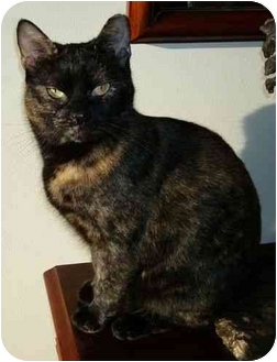Domestic Shorthair Cat for Sale in Sterling, Virginia - Charlotte Domestic Shorthair Cat for Sale in Sterling, Virginia - Charlotte