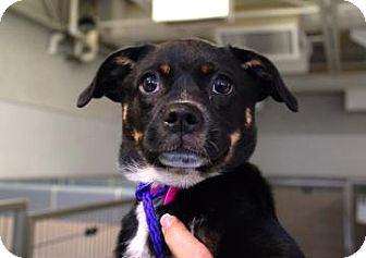Pug Mix Dog for Sale in Kettering, Ohio - Penelope Pug Mix Dog for Sale in Kettering, Ohio - Penelope