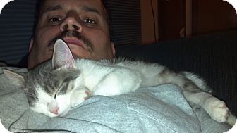 Domestic Shorthair Kitten for Sale in Saint Albans, West Virginia - Jackson Domestic Shorthair Kitten for Sale in Saint Albans, West Virginia - Jackson