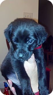 Labrador Retriever/Bloodhound Mix Puppy for Sale in Dry Branch, Georgia - Moses Labrador Retriever/Bloodhound Mix Puppy for Sale in Dry Branch, Georgia - Moses
