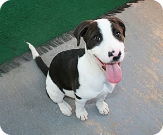 American Pit Bull Terrier Mix Dog for Sale in san antonio, Texas - Felipe American Pit Bull Terrier Mix Dog for Sale in san antonio, Texas - Felipe