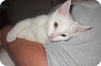 Domestic Mediumhair Kitten for Sale in Simi Valley, California - Marshmallow Domestic Mediumhair Kitten for Sale in Simi Valley, California - Marshmallow