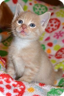 Domestic Shorthair Kitten for Sale in Oceanside, New York - Charm Domestic Shorthair Kitten for Sale in Oceanside, New York - Charm