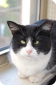 Domestic Mediumhair Cat for Sale in Chicago, Illinois - Olive Domestic Mediumhair Cat for Sale in Chicago, Illinois - Olive