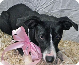 Terrier (Unknown Type, Medium)/Border Collie Mix Dog for Sale in Brookville, Indiana - Hobbit Terrier (Unknown Type, Medium)/Border Collie Mix Dog for Sale in Brookville, Indiana - Hobbit