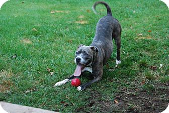 Terrier (Unknown Type, Medium)/American Pit Bull Terrier Mix Dog for Sale in Barrington, Rhode Island - Trixie (LOCAL) Terrier (Unknown Type, Medium)/American Pit Bull Terrier Mix Dog for Sale in Barrington, Rhode Island - Trixie (LOCAL)