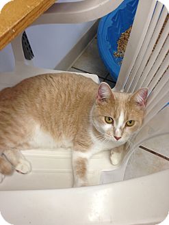 Domestic Shorthair Cat for Sale in Chippewa Falls, Wisconsin - Koko Domestic Shorthair Cat for Sale in Chippewa Falls, Wisconsin - Koko