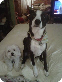 Border Collie Dog for Sale in Carey, Ohio - KIRBY Border Collie Dog for Sale in Carey, Ohio - KIRBY