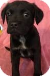 Labrador Retriever Mix Puppy for Sale in Manchester, Connecticut - Haddie ADOPTION PENDING Labrador Retriever Mix Puppy for Sale in Manchester, Connecticut - Haddie ADOPTION PENDING