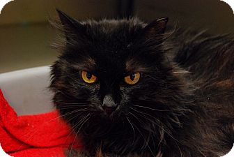 Domestic Longhair Cat for Sale in Chicago, Illinois - Bunnie Page Domestic Longhair Cat for Sale in Chicago, Illinois - Bunnie Page
