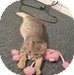 Domestic Shorthair Kitten for Sale in Vancouver, British Columbia - Smee Domestic Shorthair Kitten for Sale in Vancouver, British Columbia - Smee