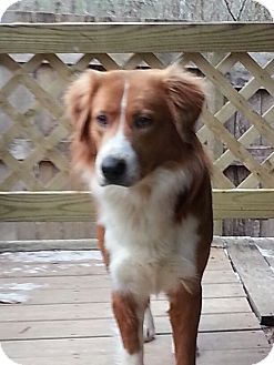 Australian Shepherd/Shepherd (Unknown Type) Mix Dog for Sale in Windham, New Hampshire - Rango Australian Shepherd/Shepherd (Unknown Type) Mix Dog for Sale in Windham, New Hampshire - Rango