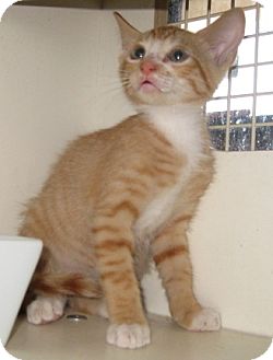 Oriental Kitten for Sale in Dallas area, Texas - Colby Oriental Kitten for Sale in Dallas area, Texas - Colby
