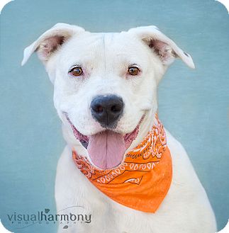Labrador Retriever/American Bulldog Mix Dog for Sale in Phoenix, Arizona - FAITH Labrador Retriever/American Bulldog Mix Dog for Sale in Phoenix, Arizona - FAITH