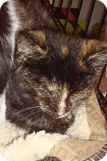 Domestic Shorthair Kitten for Sale in Brooklyn, New York - Chestnut Domestic Shorthair Kitten for Sale in Brooklyn, New York - Chestnut