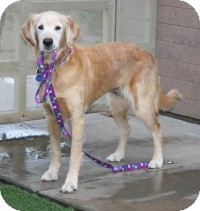 Golden Retriever Mix Dog for Sale in Scottsdale, Arizona - Princess Golden Retriever Mix Dog for Sale in Scottsdale, Arizona - Princess