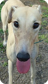 Greyhound Dog for Sale in Longwood, Florida - Hi Cassandra Greyhound Dog for Sale in Longwood, Florida - Hi Cassandra
