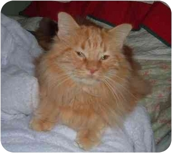 Domestic Longhair Cat for Sale in Troy, Ohio - Berkley Domestic Longhair Cat for Sale in Troy, Ohio - Berkley