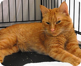 Domestic Shorthair Cat for Sale in Mission, British Columbia - Leo Domestic Shorthair Cat for Sale in Mission, British Columbia - Leo
