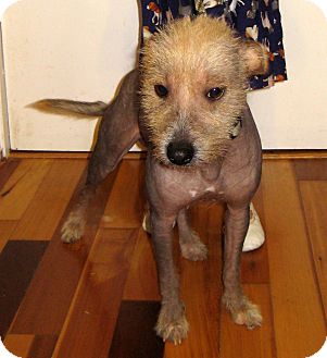 Chinese Crested Dog for Sale in Pulaski, Tennessee - Chinese Crested Dog for Sale in Pulaski, Tennessee -