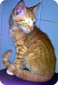 Domestic Shorthair Kitten for Sale in Jacksonville, Florida - Perry Domestic Shorthair Kitten for Sale in Jacksonville, Florida - Perry