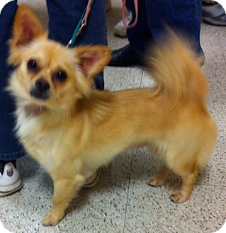 Chihuahua Mix Dog for Sale in Loudonville, New York - Grace Chihuahua Mix Dog for Sale in Loudonville, New York - Grace