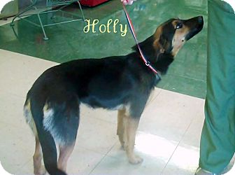 German Shepherd Dog Mix Dog for Sale in Greeneville, Tennessee - Holly German Shepherd Dog Mix Dog for Sale in Greeneville, Tennessee - Holly