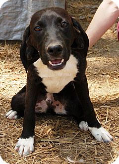 Beagle Mix Dog for Sale in Washington, D.C. - Goober Beagle Mix Dog for Sale in Washington, D.C. - Goober