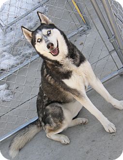 Husky Dog for Sale in Meridian, Idaho - Niya Husky Dog for Sale in Meridian, Idaho - Niya