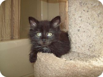 Domestic Longhair Kitten for Sale in Dover, Ohio - Monk Domestic Longhair Kitten for Sale in Dover, Ohio - Monk