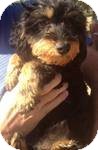 Poodle (Miniature)/Yorkie, Yorkshire Terrier Mix Dog for Sale in Manchester, Connecticut - Bambi ADOPTION PENDING Poodle (Miniature)/Yorkie, Yorkshire Terrier Mix Dog for Sale in Manchester, Connecticut - Bambi ADOPTION PENDING
