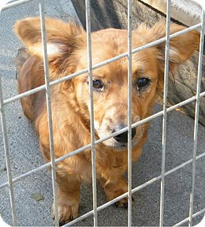 Corgi Mix Dog for Sale in manasquam, New Jersey - Cody Corgi Mix Dog for Sale in manasquam, New Jersey - Cody