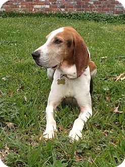 Treeing Walker Coonhound Dog for Sale in Groton, Massachusetts - Hugh Treeing Walker Coonhound Dog for Sale in Groton, Massachusetts - Hugh
