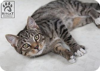 Domestic Shorthair Kitten for Sale in Lancaster, Massachusetts - Gretel Domestic Shorthair Kitten for Sale in Lancaster, Massachusetts - Gretel