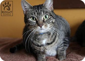 Domestic Shorthair Cat for Sale in Lancaster, Massachusetts - Peanut Domestic Shorthair Cat for Sale in Lancaster, Massachusetts - Peanut