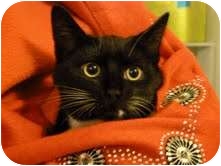 Domestic Shorthair Cat for Sale in Fredericton, New Brunswick - Banff Domestic Shorthair Cat for Sale in Fredericton, New Brunswick - Banff