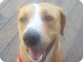 Labrador Retriever/Hound (Unknown Type) Mix Dog for Sale in Orlando, Florida - Abigail Labrador Retriever/Hound (Unknown Type) Mix Dog for Sale in Orlando, Florida - Abigail